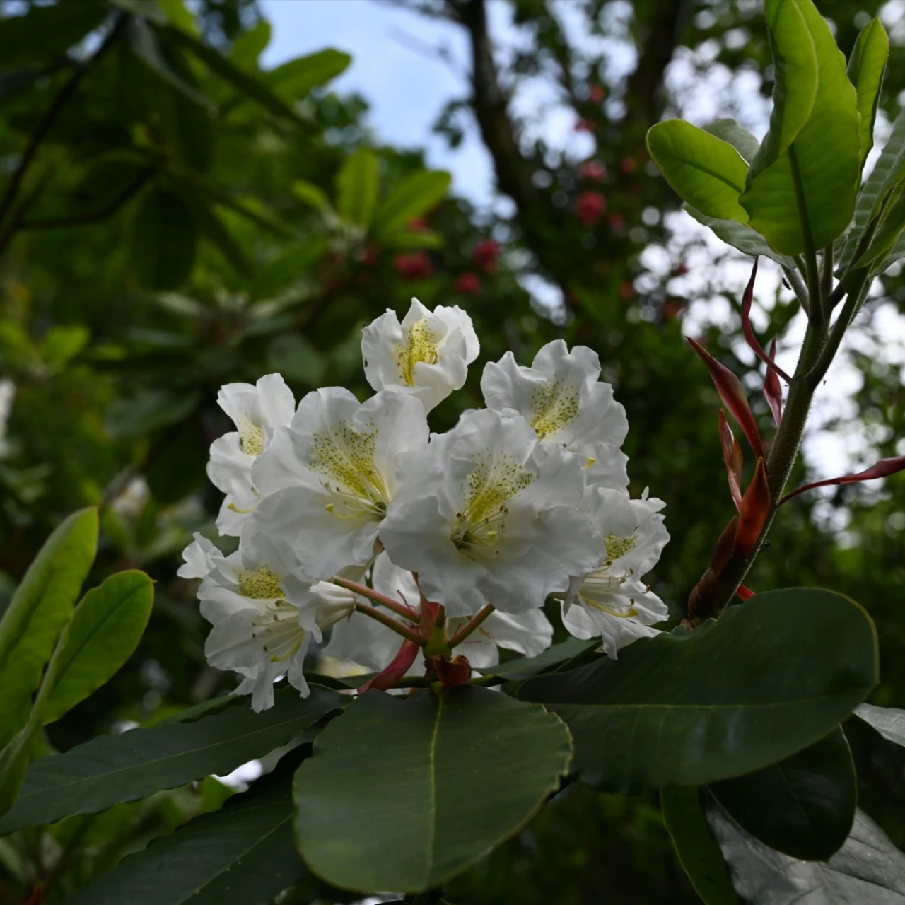 hemsleyanum x ungernii